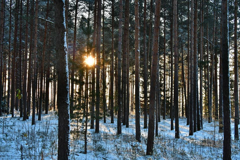 Notiek izsole par 1200 koku ciršanu Jēkabpils mežaparkā