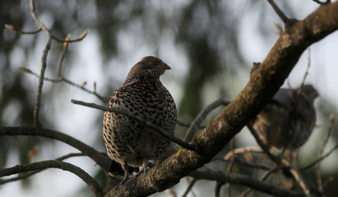 Latvijas Ornitoloģijas biedrība par 2019. gada putnu izvēlējusies mežirbi