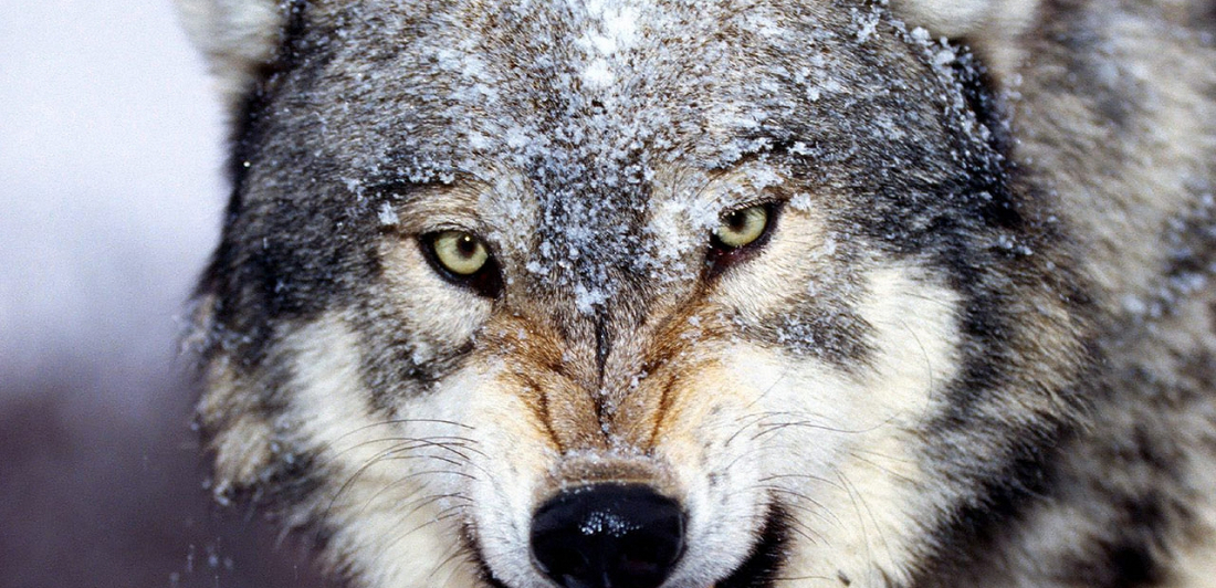 Šajā medību sezonā Latvijas mežos nomedīti 55 lūši un 199 vilki