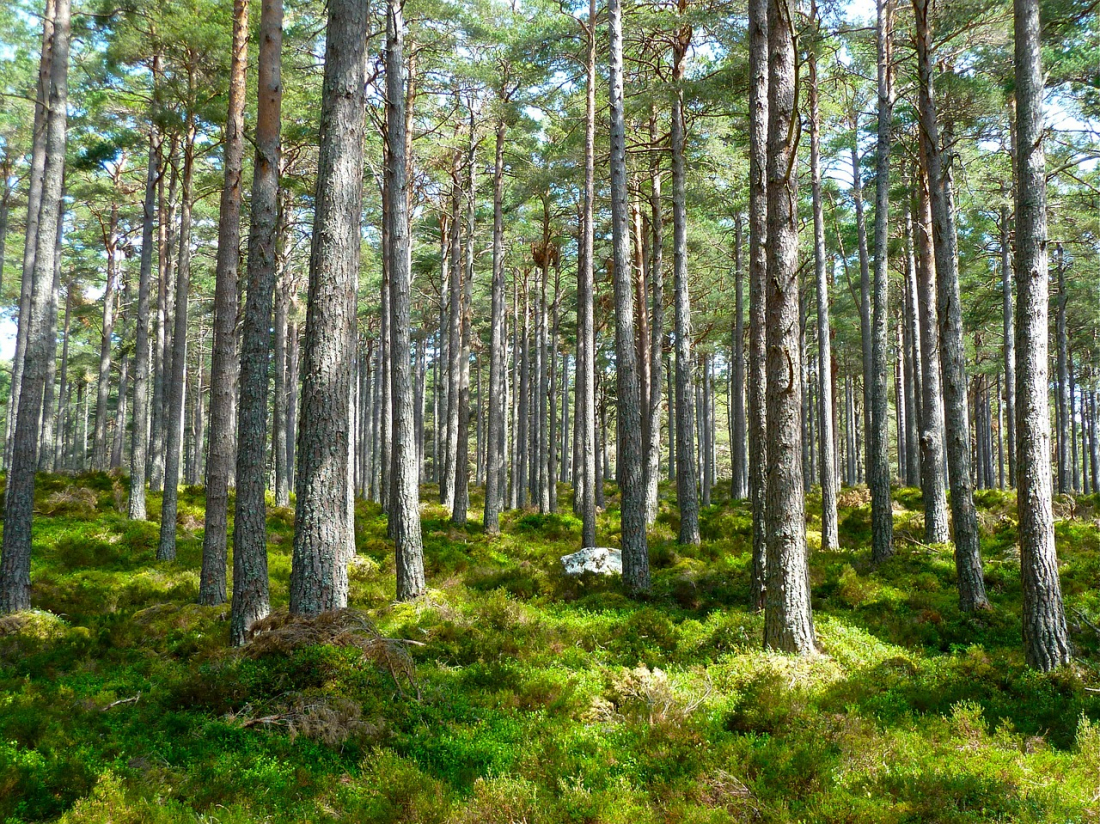 Dabas fonds par šī gada dzīvotni izvēlējies vecus vai dabiskus boreālos mežus