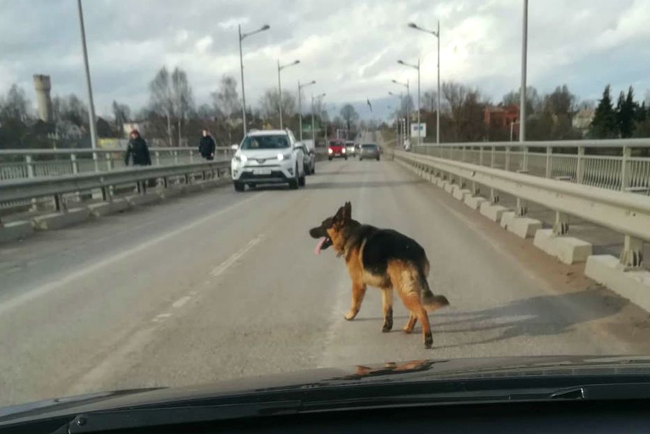 Pa Jēkabpils tiltu skraida nomaldījies suns