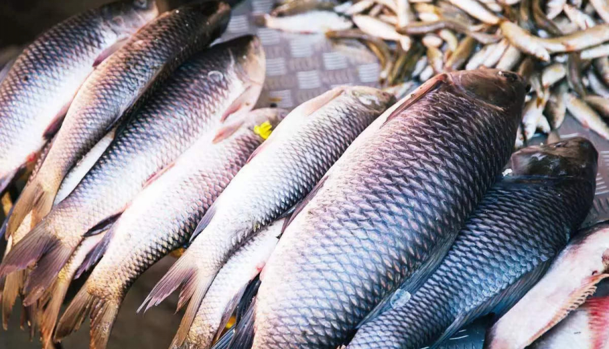 Jēkabpils novada pašvaldība izludina atkārtotu pieteikšanos rūpnieciskās zvejas tiesību nomai pašpatēriņam 