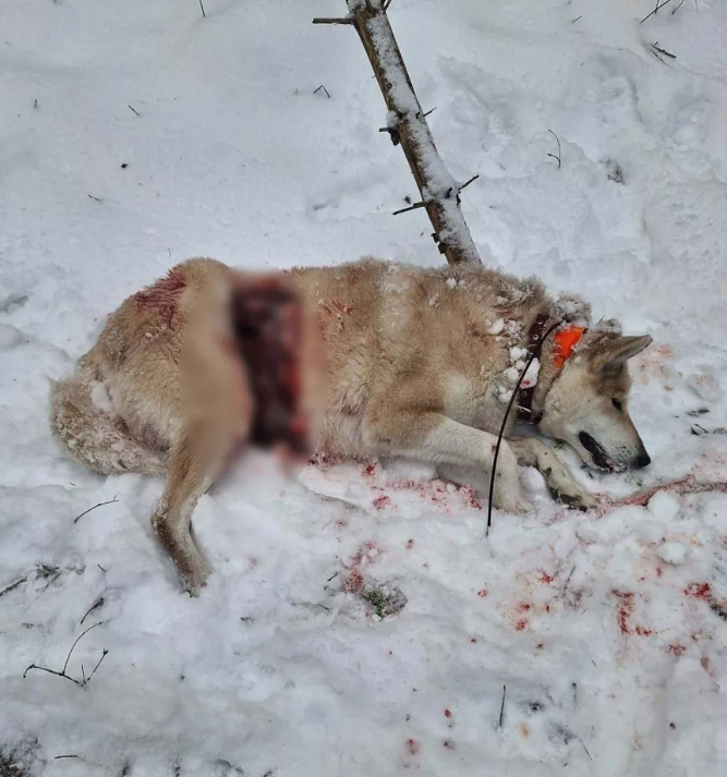 Aknīstē vilki uzbrūk un nogalina medību suni