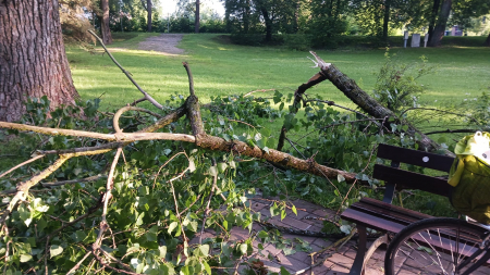 Mums raksta: Jēkabpilī, Kena parkā, lūstot, papeles zars uzkritis atpūtas soliņam. Cik droši ir parka vecie, lielie koki? (FOTO)