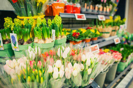 Latvijas iedzīvotāji Valentīna dienas dāvanām plāno tērēt līdz 50 eiro, populārākā izvēle – sarkanie ziedi