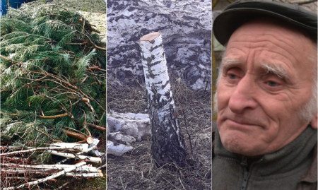 Mums raksta: Pēteris Sprukts patvaļīgi izzāģē kokus Daugavmalā. Lai veiktu šos darbus aktīvists ņēmis kredītu bankā un malku dala invalīdiem un pensionāriem (FOTO)