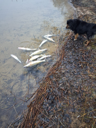 Daugavā, Saukas un Vīķu ezerā izņem nelikumīgus zvejas rīkus, konstatē maluzvejniecību (FOTO)