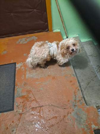 Jēkabpils Dzīvnieku patversme sniedz palīdzību, iespējams, uz ielas izmestam smagi slimam sunītim