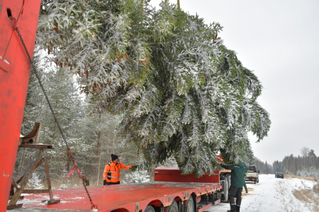 Izvēlēta Jēkabpils pilsētas galvenā Ziemassvētku egle (FOTO)