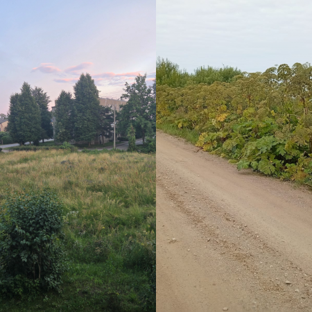 Mums raksta: Kad nopļaus zāli Jēkabpilī, Celtnieku ielā un atbrīvos ceļmalas no latvāņiem Sēlpilī? (FOTO)
