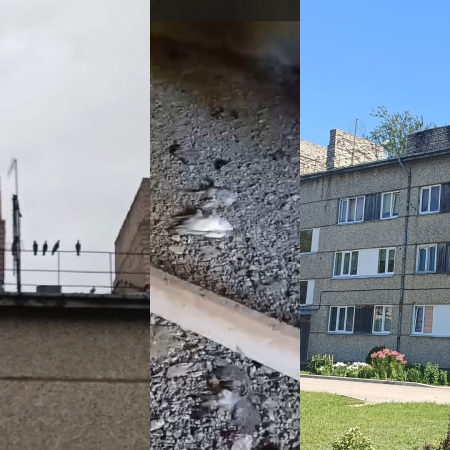 Variešu pagastā, reaģējot uz sūdzību medijam, steidz aizvērt daudzstāvu nama jumta lūkas, iesprostojot lēnai nāvei desmitiem baložu