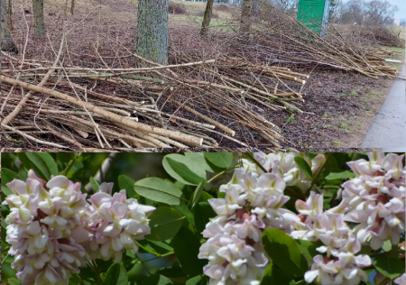 Mums raksta: Kāpēc Jēkabpils Mežaparkā pilnībā nocirsta akācija Baltā robīnija? 