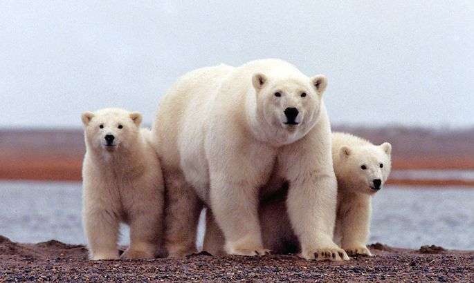 Leduslāču dēļ Novaja Zemļas arhipelāgā izsludināts ārkārtas stāvoklis
