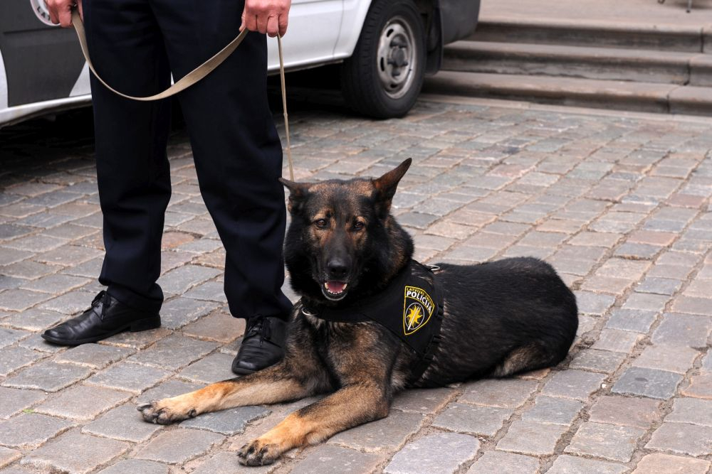 Policija ar suni Zemgales skolās, arī Jēkabpilī, pārbauda narkotisko un psihotropo vielu klātbūtni