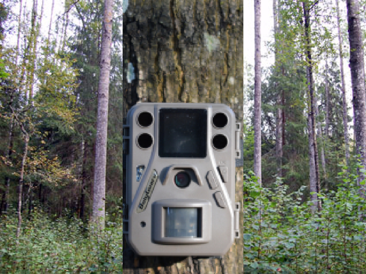 Krustpils novada Kūkās medniekiem nozog mežā izvietotu foto-video kameru