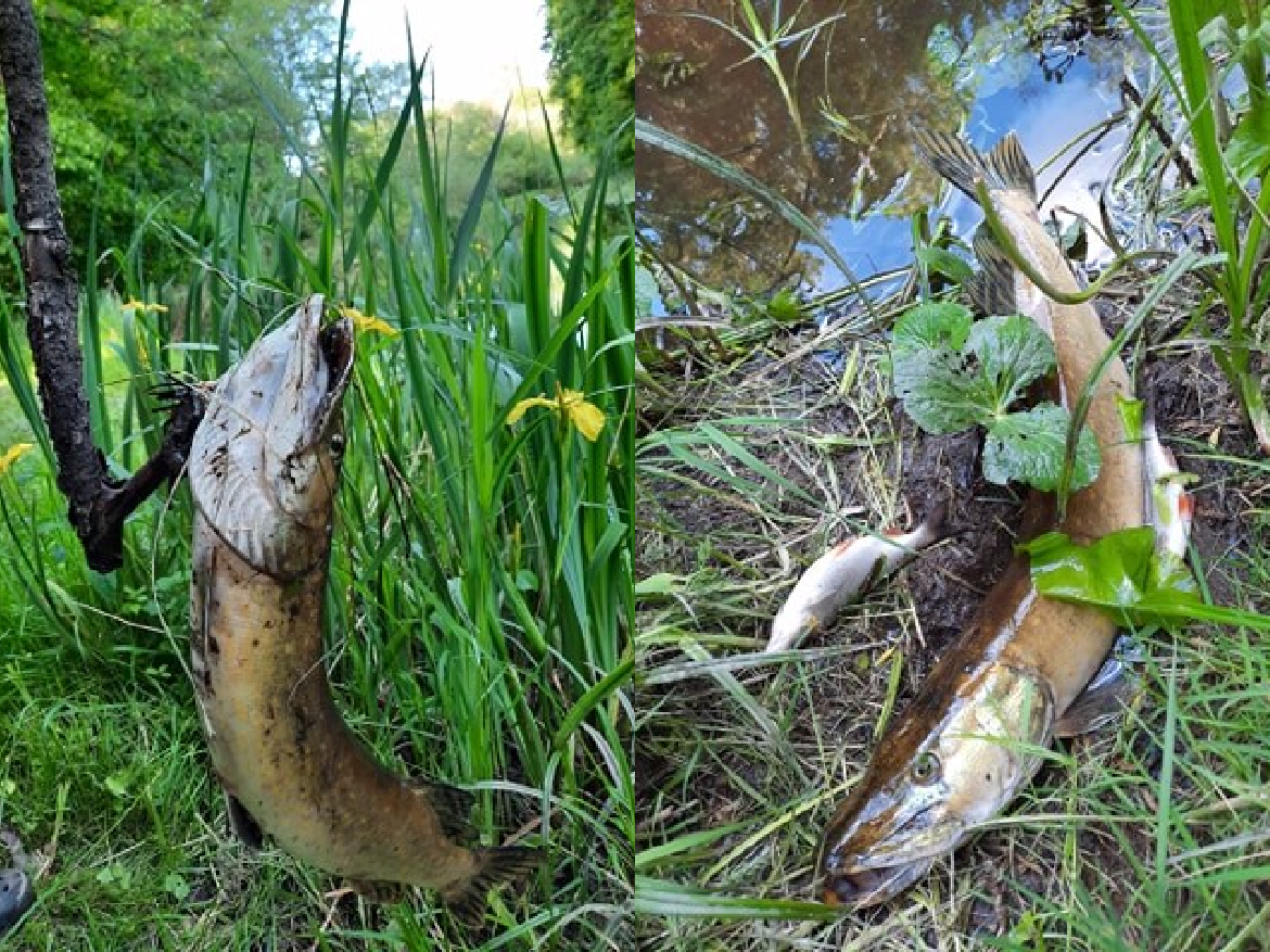 Aculieciniece: Krustpils novadā Neretas upē vairāku kilometru garumā ūdenszālēs guļ tūkstošiem beigtu zivju (PAPILDINĀTS)