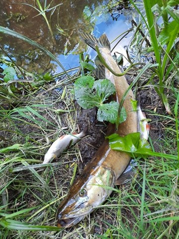 Par zivju bojāejas faktu Krustpils novada Neretas un Odzes upēs VVD sācis administratīvā pārkāpuma lietvedību 