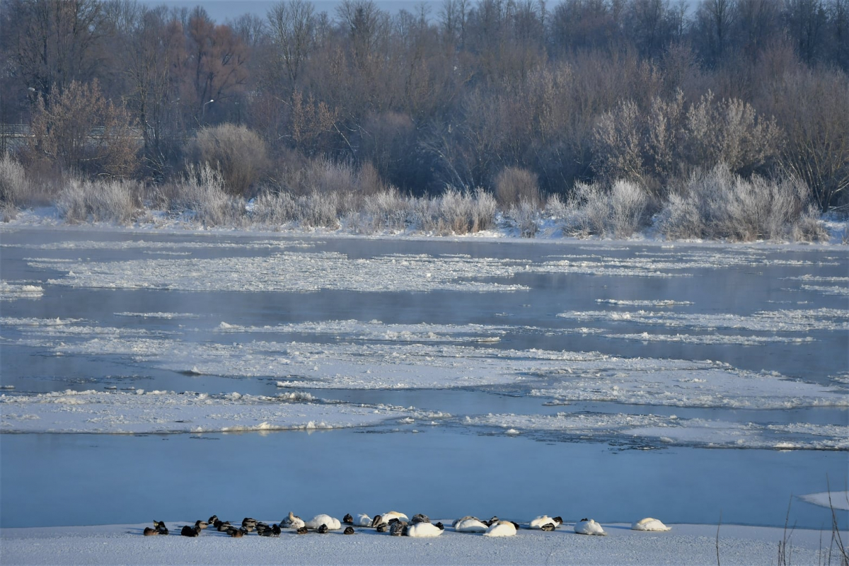 Pirmo reizi Latvijā savvaļas putniem konstatē putnu gripu; ierobežos mājputnu turēšanu ārā