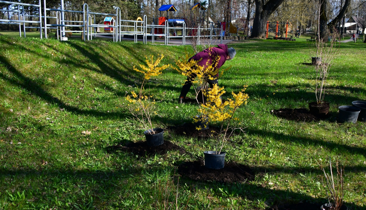 Projektā “Meža dienas 2021” stādīs kokus un krūmus Viesītē, Vandānos, Rubenē un Jēkabpilī Kena parkā