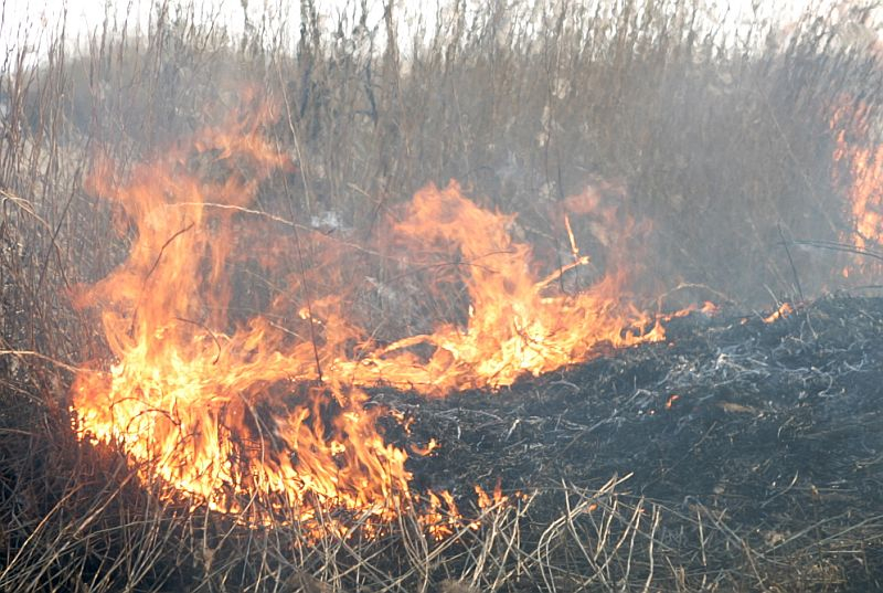 Jēkabpilī turpinās sausās zāles ugunsgrēki