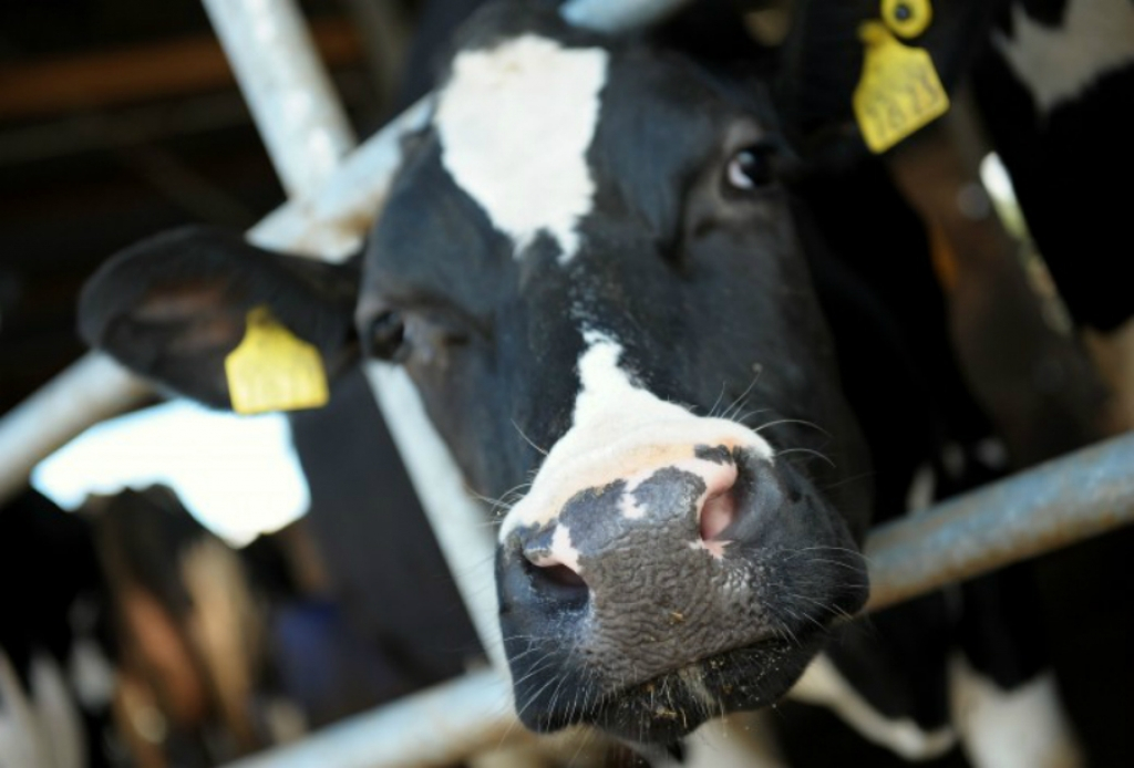 Preiļu novada Rožkalnu pagastā slaucamo govju fermas izveidē investēs 1,2 miljonus eiro