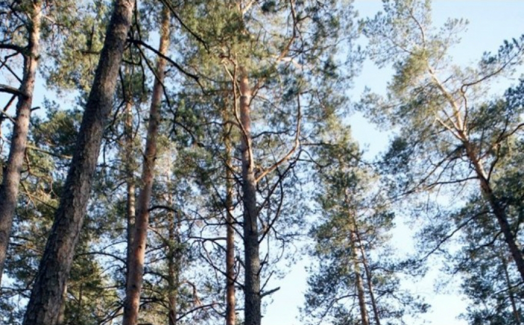 VUGD Jēkabpils novada Variešu pagastā izveda no meža apmaldījušos cilvēku