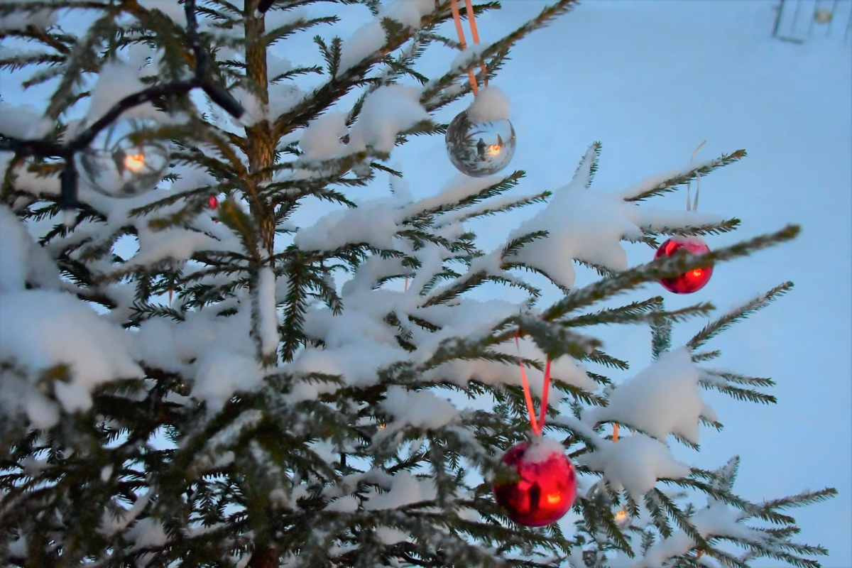 Jēkabpils galveno Ziemassvētku egli iedegs 3.decembrī. Egles iedegšanas pasākumi decembrī norisināsies visā novadā (SARAKSTS)