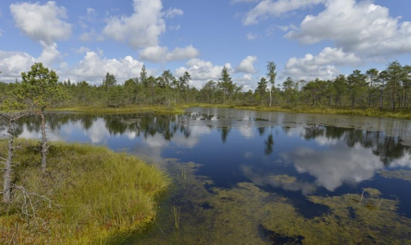 Teiču dabas rezervātā atklātas raksturīgākās iezīmes neskarto ezeru unikālām ekoloģiskajām īpašībām