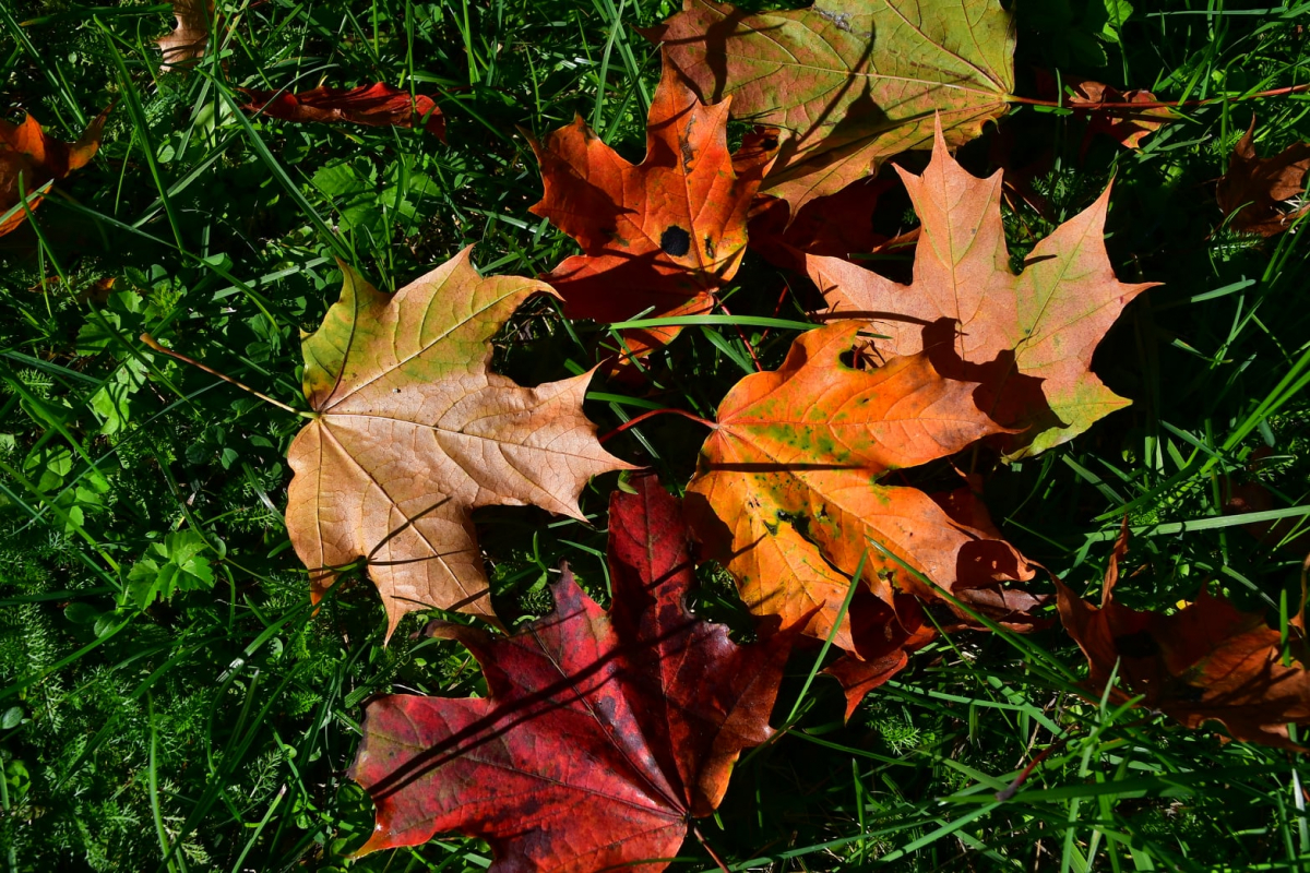 Nākamnedēļ visā Latvijā iestāsies meteoroloģiskais rudens