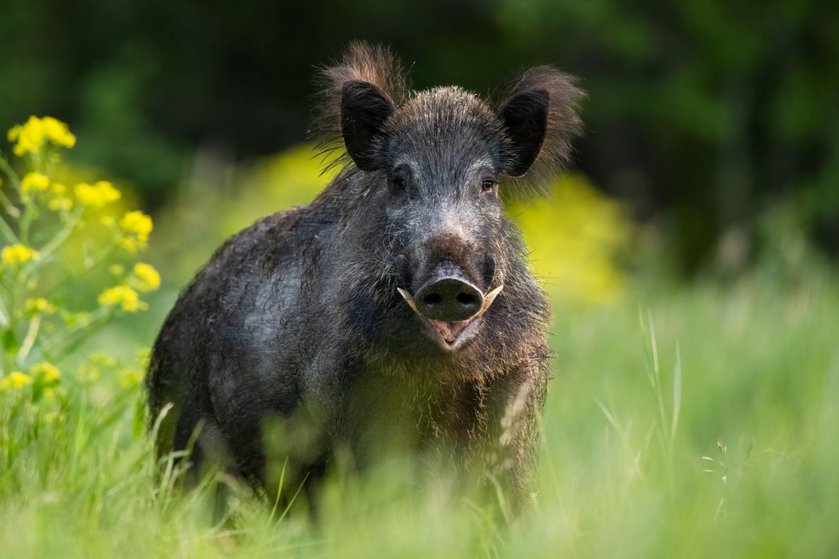 Āfrikas cūku mēris pēdējās nedēļas laikā Jēkabpils novadā konstatēts mežacūkai Variešu pagastā