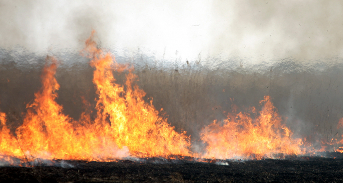 Jēkabpils pērn Zemgalē pirmajā vietā kūlas ugunsgrēku skaita ziņā, arī šogad dedzinātāji nerimstas
