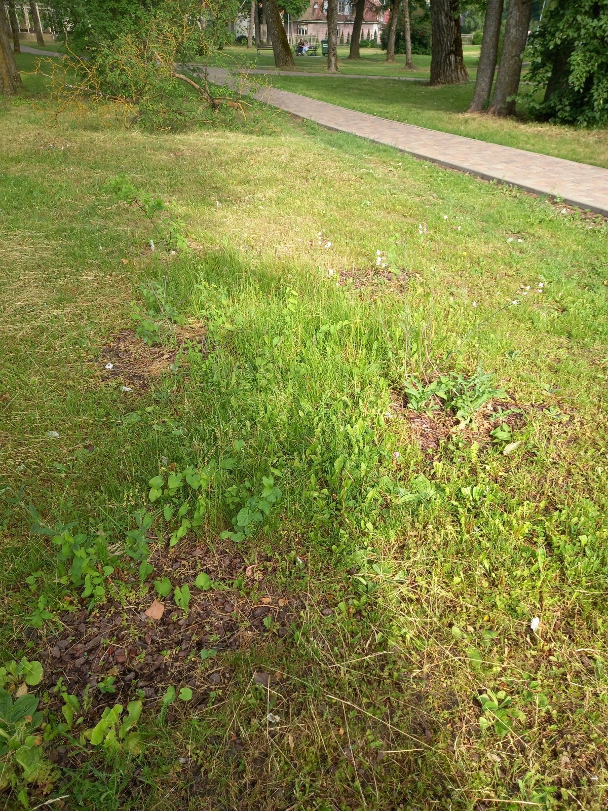 Mums raksta: Ejot cauri Kena parkam, sāp sirds, redzot, kā tiek mocītas hortenzijas