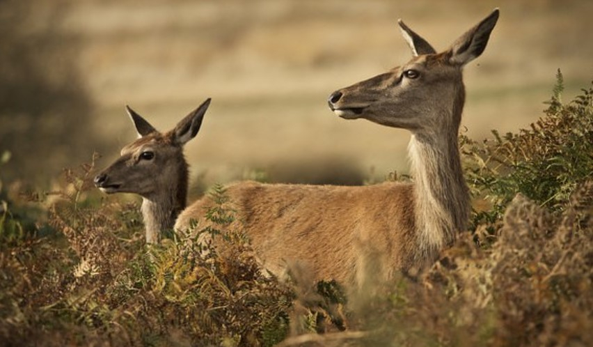 Šogad agrāk sāks staltbriežu govju un teļu medības