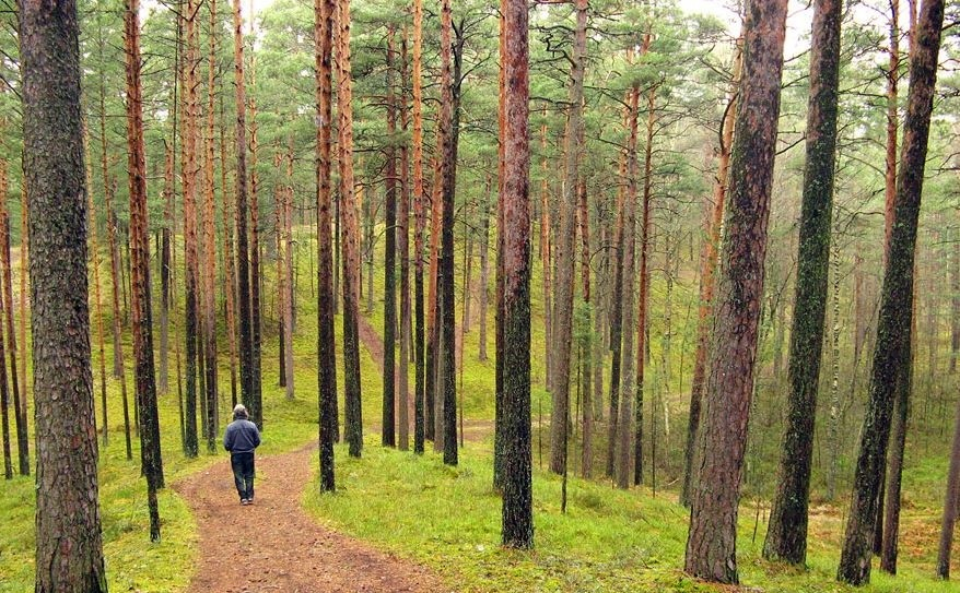 Konkursa “Sakoptākais mežs 2024” otrajai kārtai izvirzīts arī meža īpašums Jēkabpils novadā