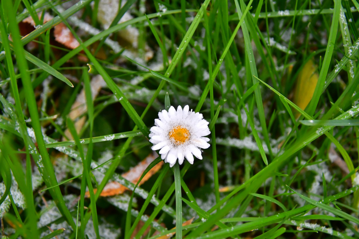 Šonakt gaidāma pirmā rudens salna, Latvijā sācies meteoroloģiskais rudens