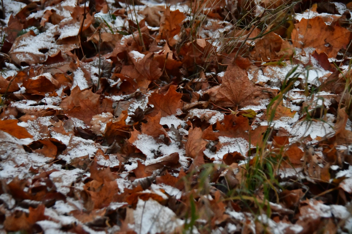 Novembris, visticamāk, sāksies ar vētru, stipru lietu un sniegu