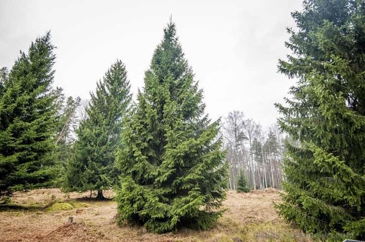 Meklē Jēkabpils galveno Ziemassvētku egli