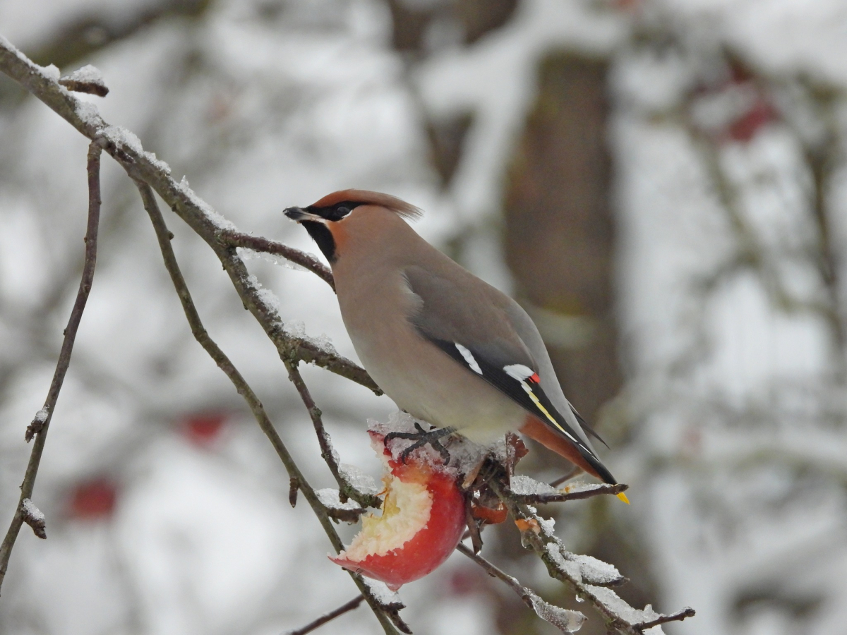 Kāds laiks gaidāms decembrī - Vilku, Ziemas un Svētku mēnesī? Dabas vērotāja prognozes