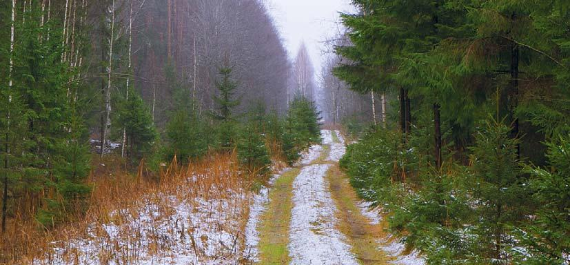  Arī šogad valsts mežos ģimene drīkst cirst vienu eglīti Ziemassvētkiem