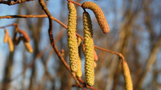 Sinoptiķi prognozē pavasarīgu februāra nogali