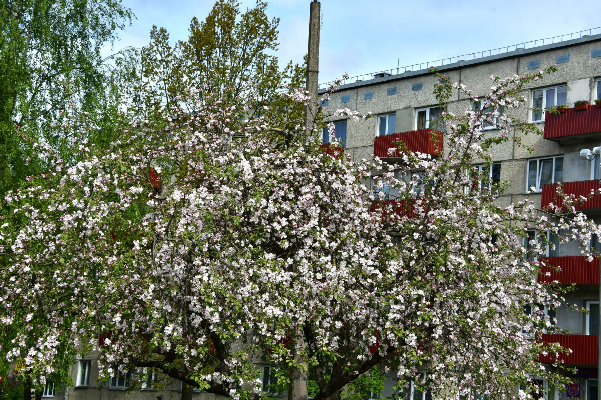 Jēkabpils Radio1 ziņas 2025.gada 26.maijā