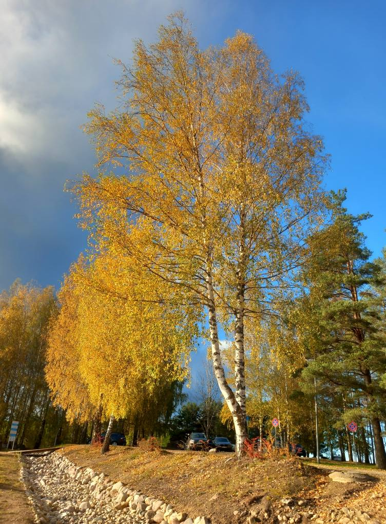 Tuvākajās dienās gaidāms rudenīgs laiks