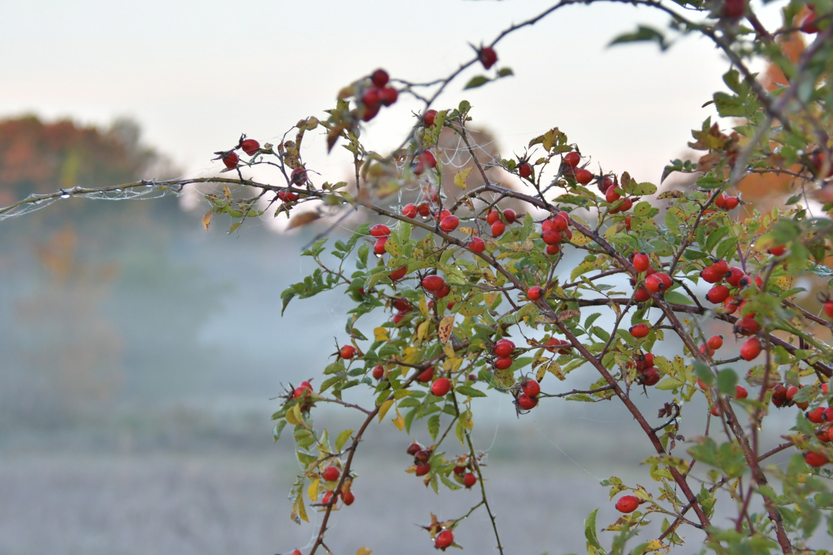 Novembra sākumā gaidāms silts un brīžiem lietains laiks