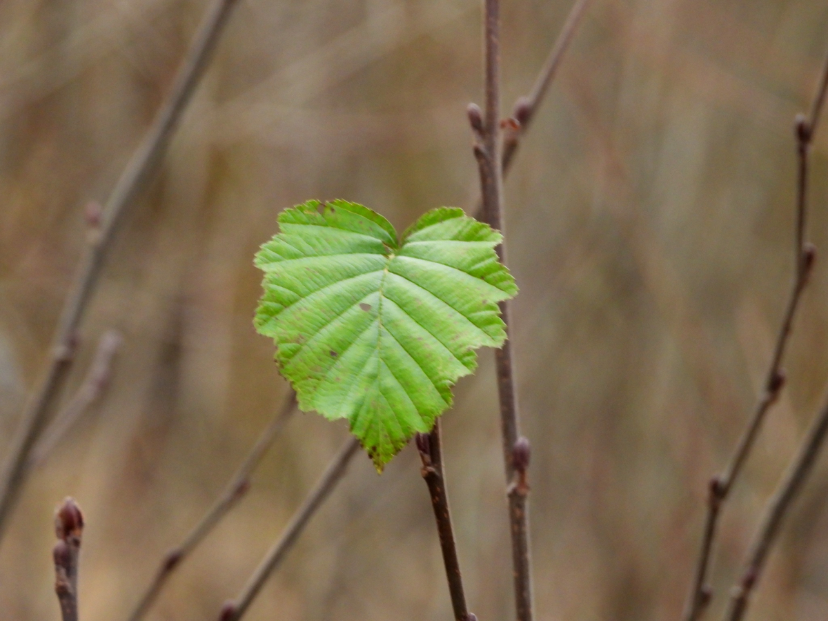 Jēkabpils Radio1 ziņas 2025.gada 7.novembrī