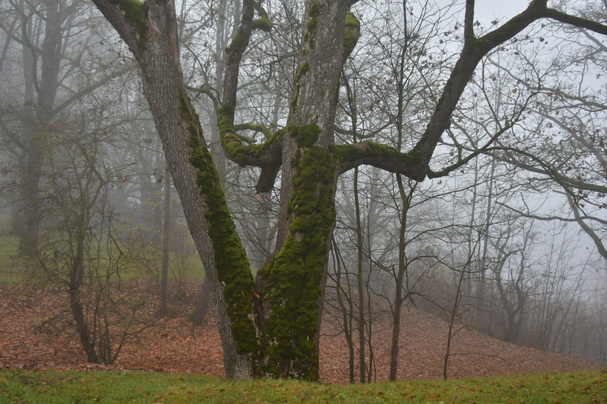 Tuvākajā nedēļā laika apstākļi Latvijā būtiski nemainīsies