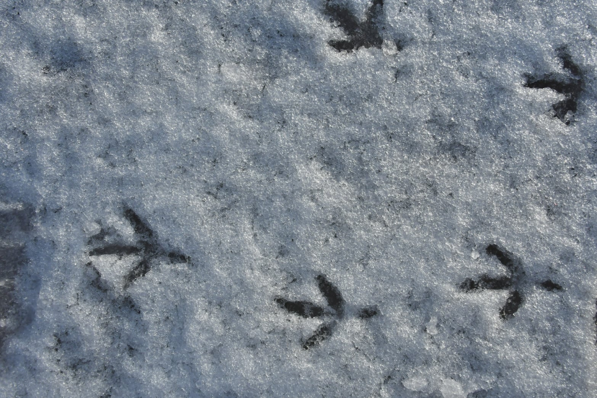 Pēc īslaicīga sala un sniega nākamnedēļ atgriezīsies siltāks laiks