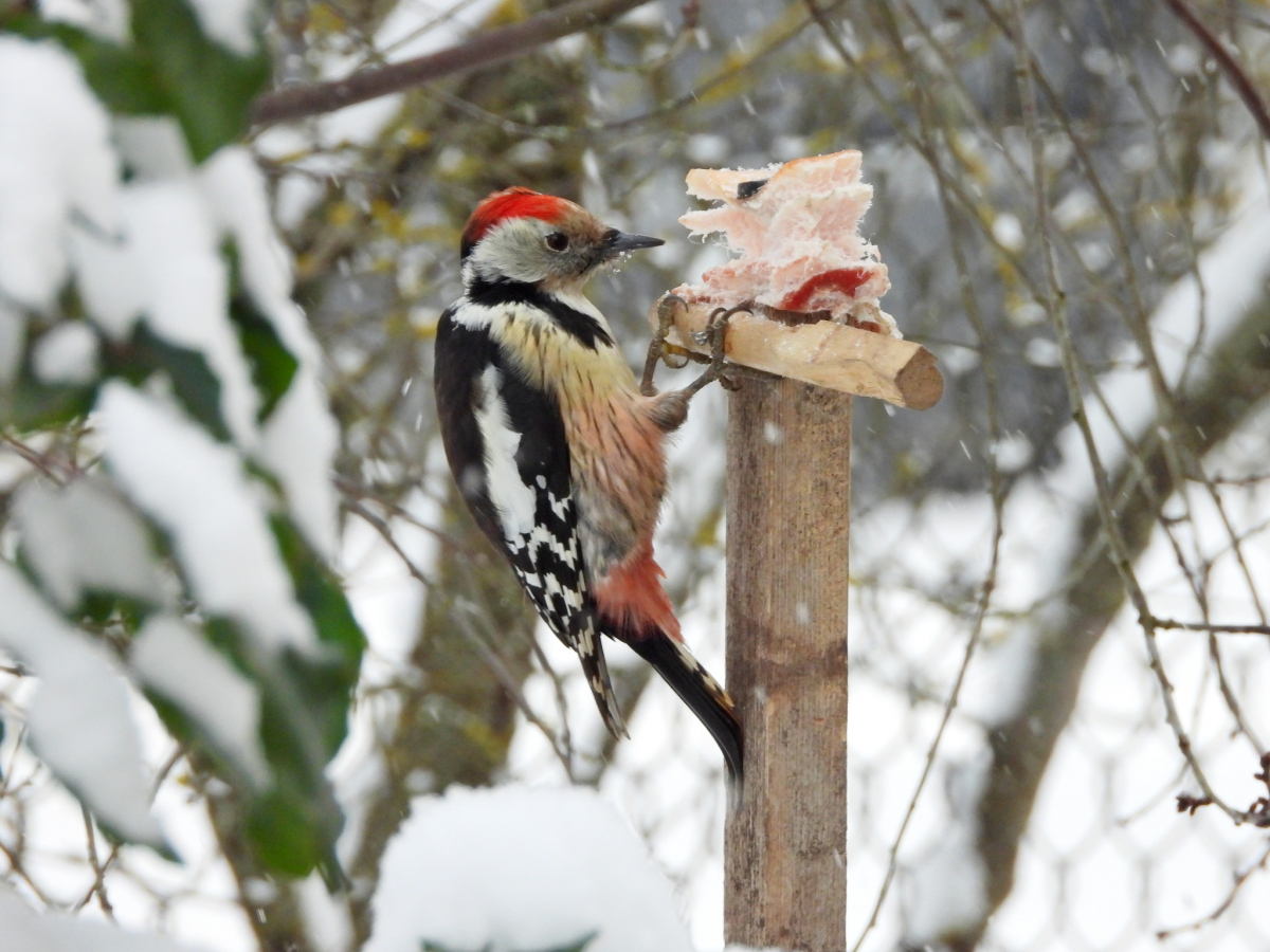 Jēkabpils Radio1 ziņas 2025.gada 12.janvārī