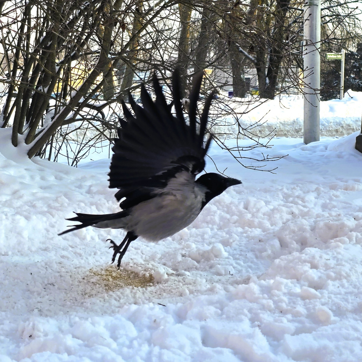 Pēc nedēļas Latviju var sasniegt bargs sals