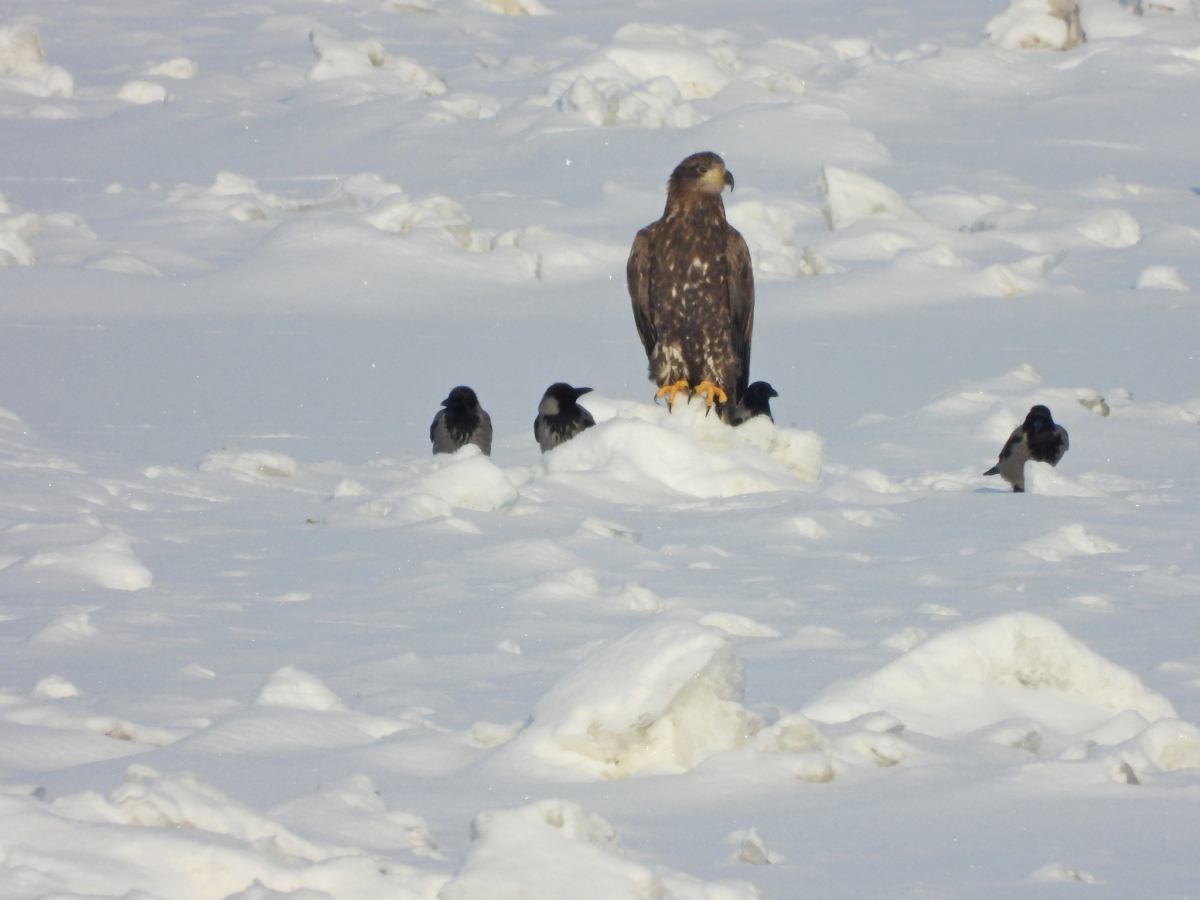 Šonedēļ naktīs termometra stabiņš noslīdēs līdz -20 grādu atzīmei, bet dienās uzspīdēs saule