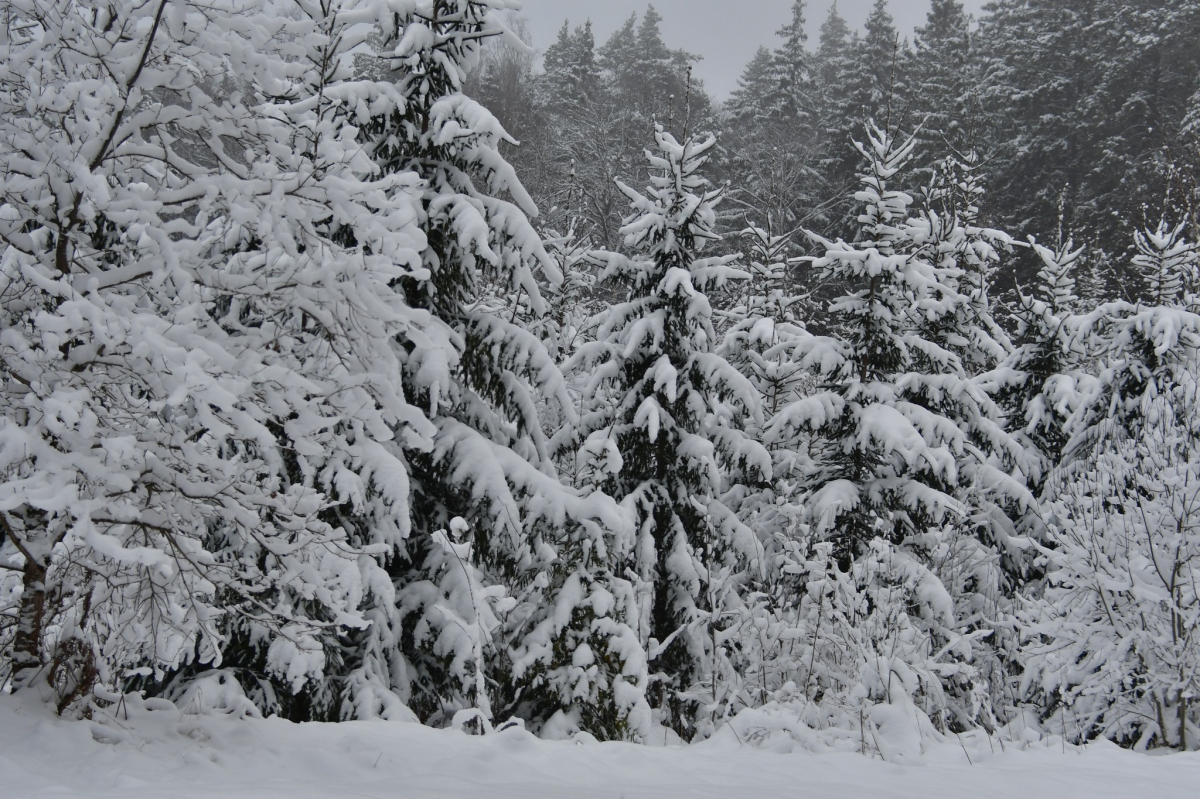 Sēlijas mežos iedzīvinās vēsturi: startē projekts “Sēlijas mežabrāļi”